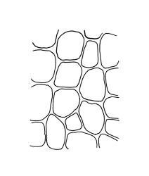 Physcomitrium pusillum, exothecial cells from mid capsule. Drawn from J.K. Bartlett 19686, CHR 405917.
 Image: R.C. Wagstaff © Landcare Research 2019 CC BY 3.0 NZ